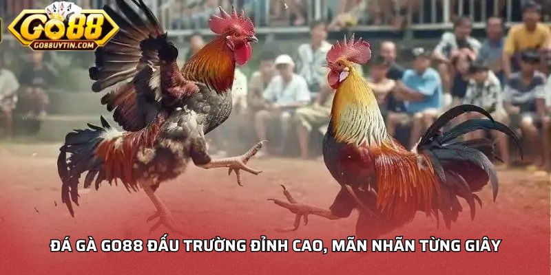 Đá gà Go88 đấu trường đỉnh cao, mãn nhãn từng giây