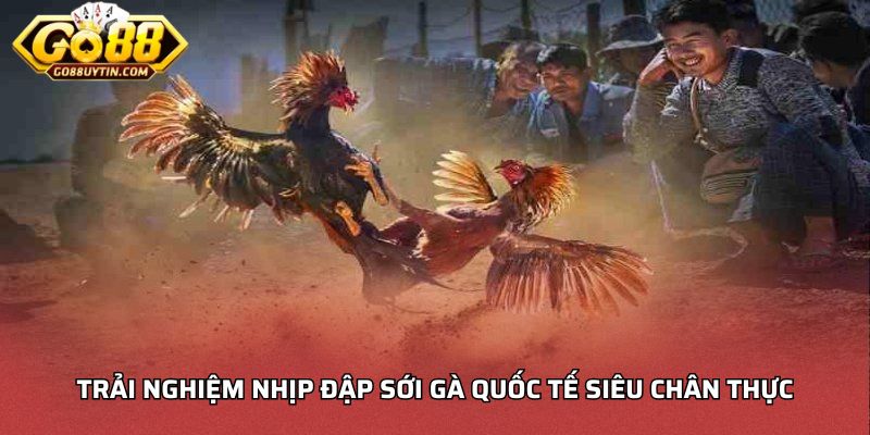Trải nghiệm nhịp đập sới gà quốc tế siêu chân thực